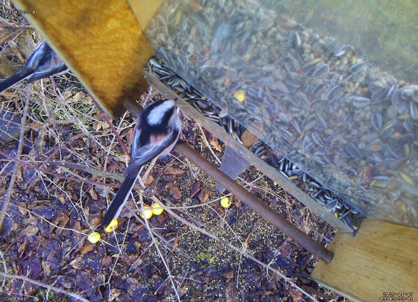 Long-tailed tit (Schwanzmeise)