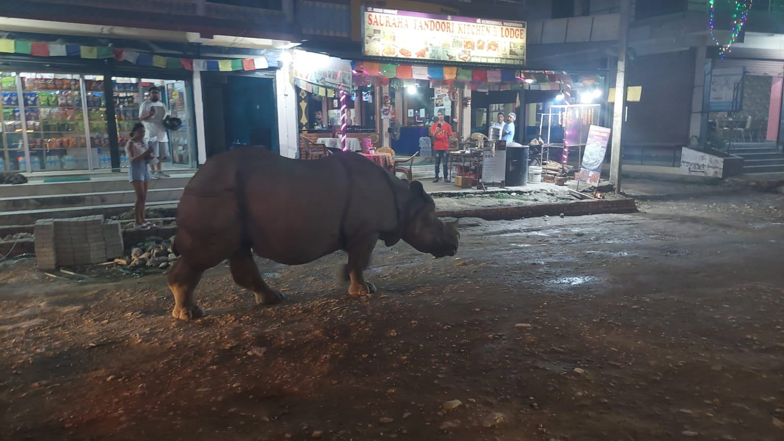A wild rhino walks through Sauraha